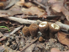 Cyathus striatus