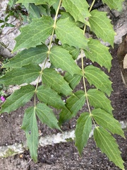 Tracheophyta