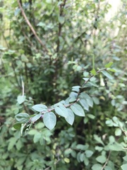 Symphoricarpos microphyllus