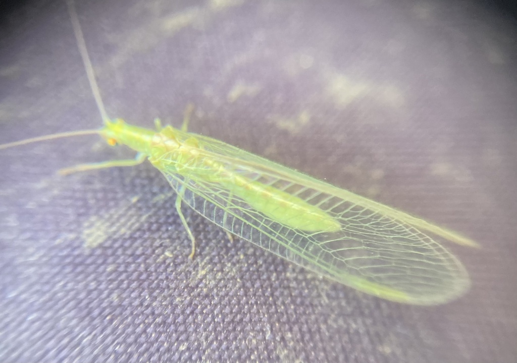 carneagroup Green Lacewings from Eglingham Way, Morpeth, England, GB