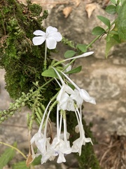 Tracheophyta