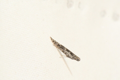 Batrachedra praeangusta