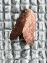 Ricaniinae