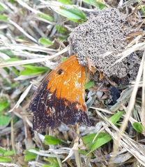 Charaxes bernardus