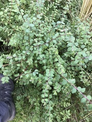 Symphoricarpos microphyllus