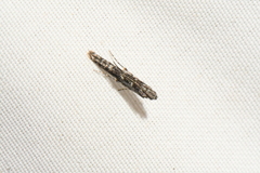 Batrachedra praeangusta