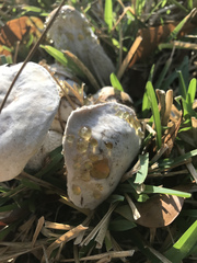 Hypomyces