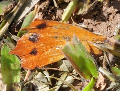 Charaxes bernardus