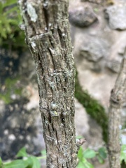 Tracheophyta