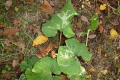 Phytomyza lappae