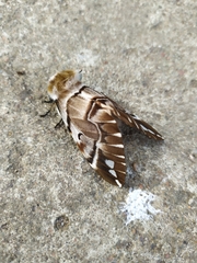 Endromis versicolora