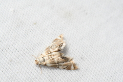 Eoparargyractis plevie