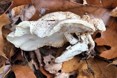 Ossicaulis lignatilis