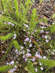 Muraltia satureioides