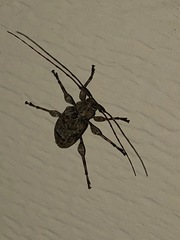 Leptostylopsis terraecolor