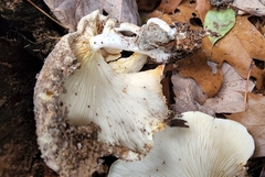 Ossicaulis lignatilis