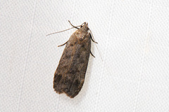 Anacampsis