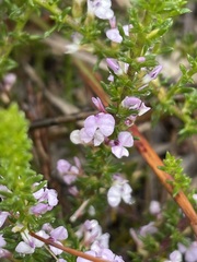Muraltia satureioides