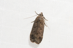 Anacampsis