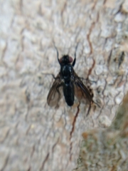 Rhinophoridae