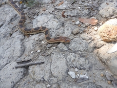 Pituophis deppei