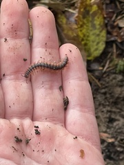 Pseudopolydesmus canadensis