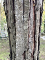 Cupressaceae