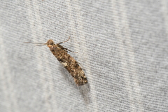 Acrolepiopsis assectella