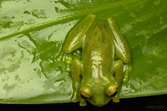 Espadarana prosoblepon