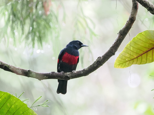 Black-and-crimson Oriole (Oriolus consanguineus), photo 2