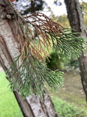 Cupressaceae