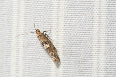 Acrolepiopsis assectella