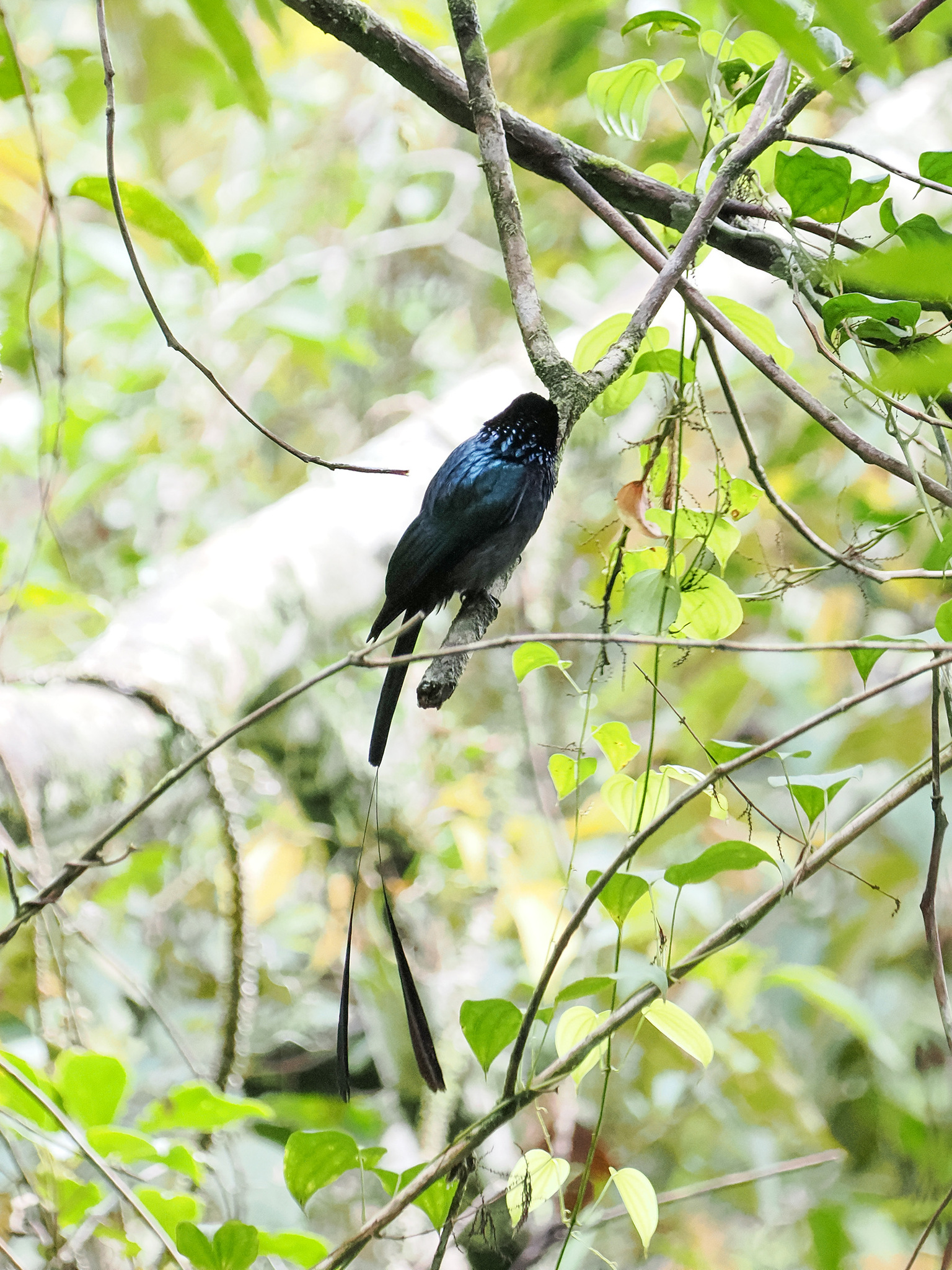 Lesser Racket-tailed Drongo