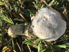 Hypomyces