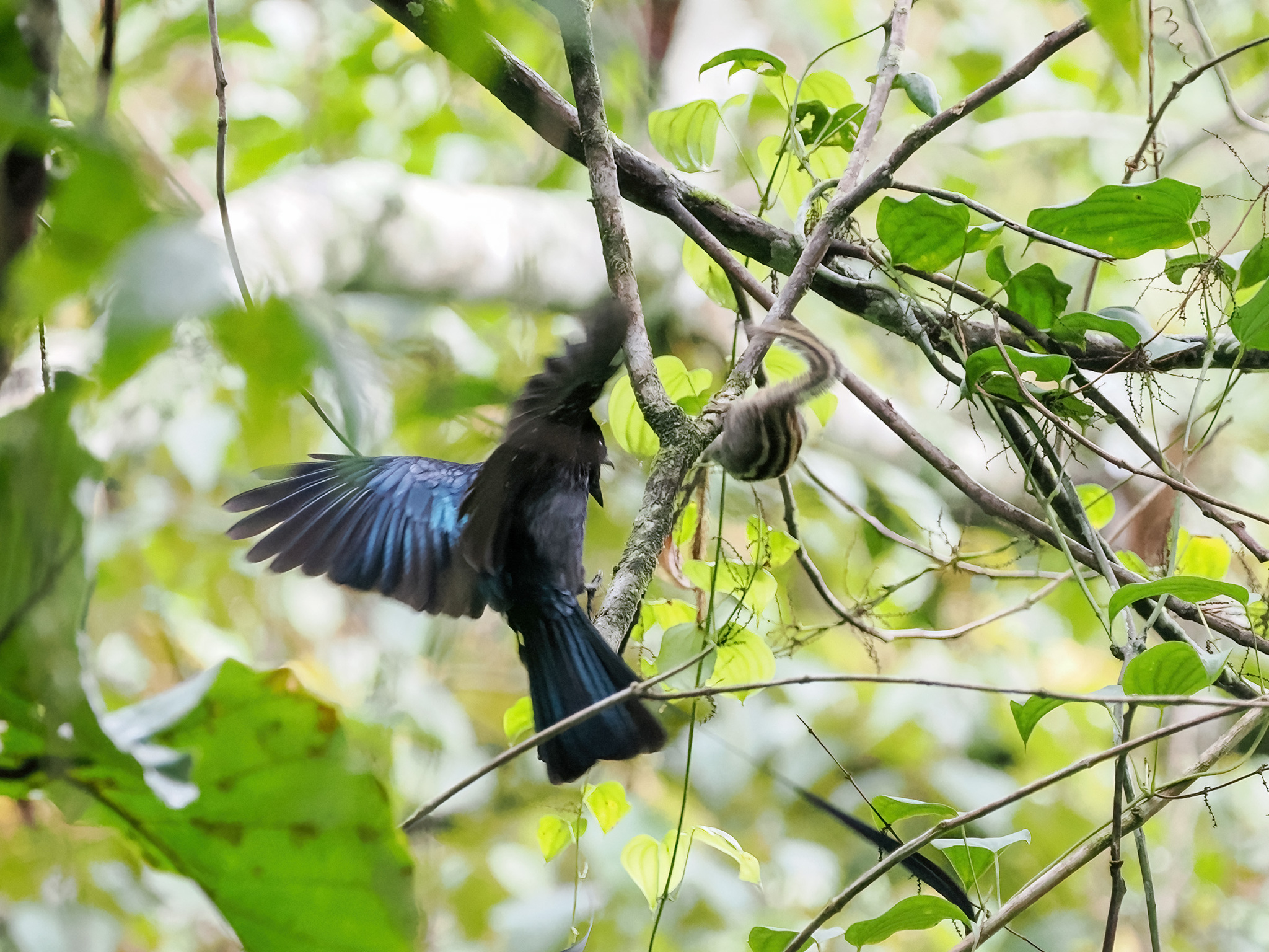 Lesser Racket-tailed Drongo
