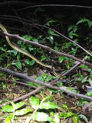 Dendrelaphis pictus