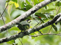 Psilopogon pyrolophus