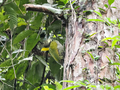 Chrysophlegma flavinucha