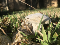Hypomyces
