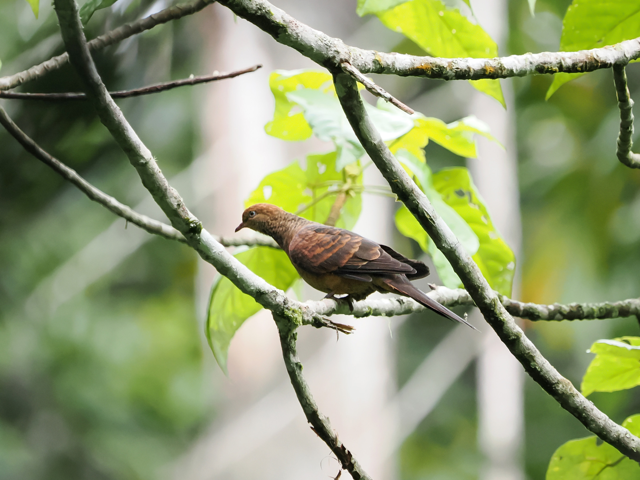 Little Cuckoo-Dove