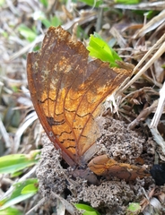 Charaxes bernardus