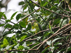 Psilopogon pyrolophus