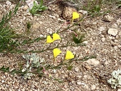 Oenothera affinis