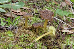Hygrocybe