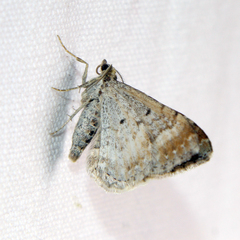Xanthorhoe spadicearia
