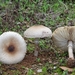 Macrolepiota phaeodisca - Photo (c) Davide Puddu, some rights reserved (CC BY), uploaded by Davide Puddu