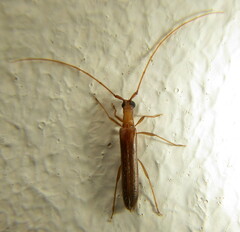 Listrocerum aeolis