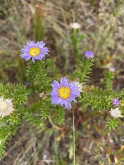 Felicia echinata