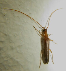 Listrocerum aeolis