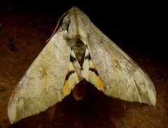 Pseudoclanis postica